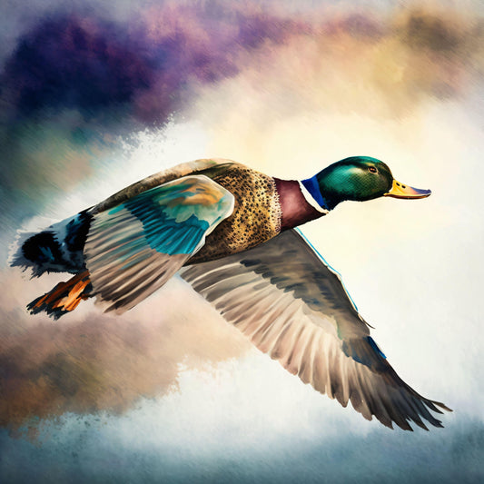 Mallard Duck Flying - Canvas, Metal, Acrylic, Framed, or Giclee Print