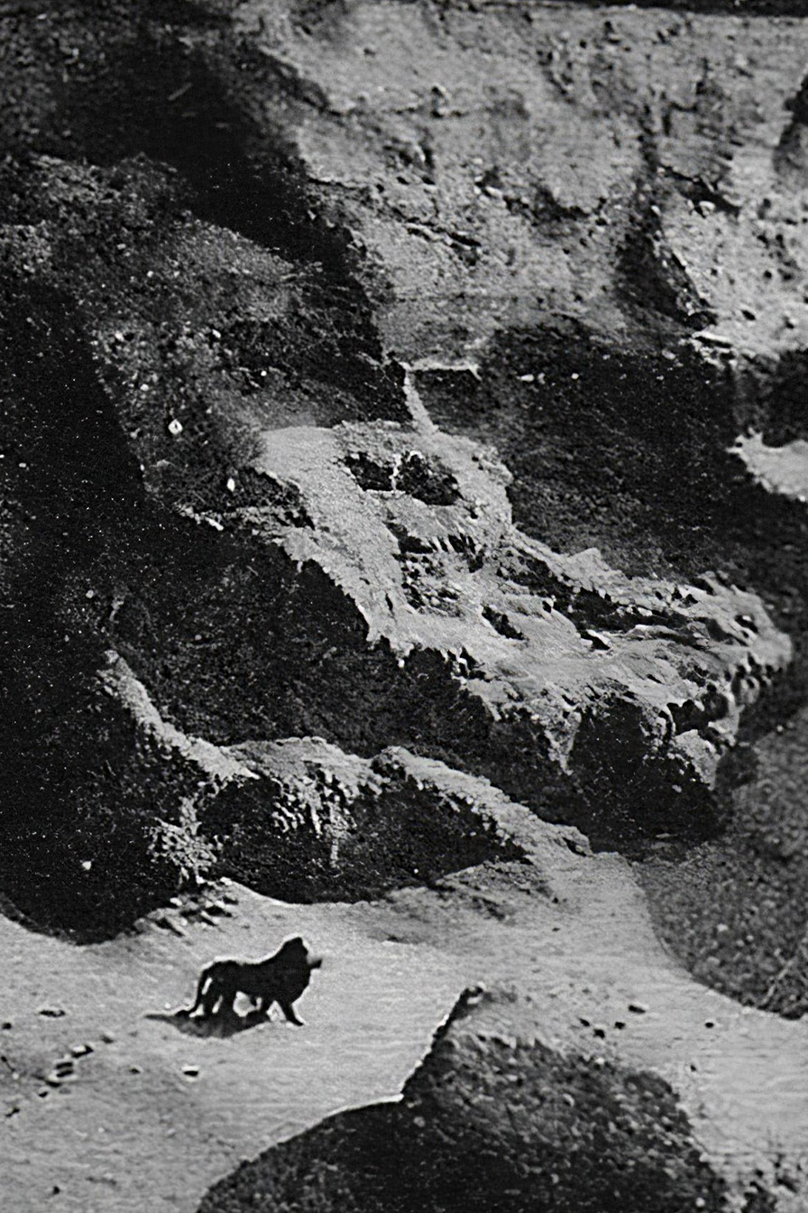 a black and white photo of a bear in a rocky area