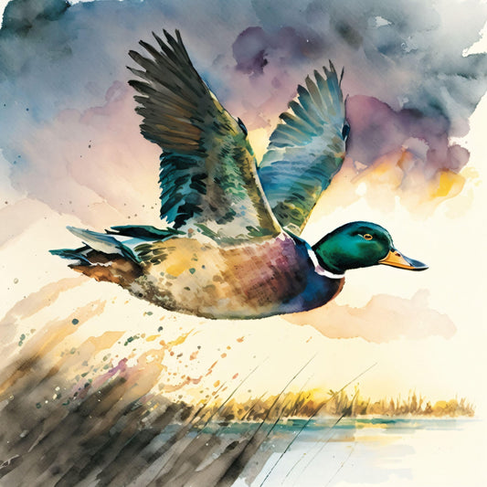 Mallard Duck Flying - Canvas, Metal, Acrylic, Framed, or Giclee Print